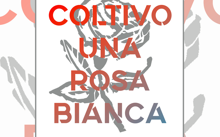 Coltivo Una Rosa Bianca